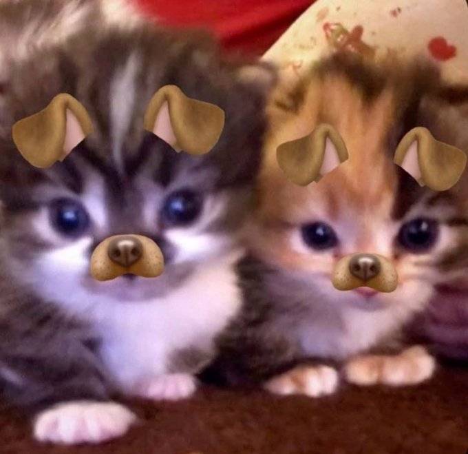 cats 🐈 tweet media