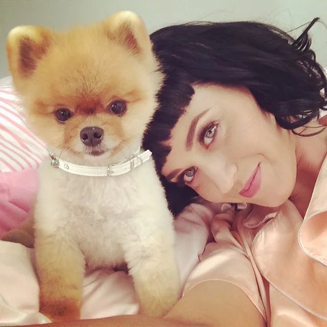 KatysPuppy tweet media