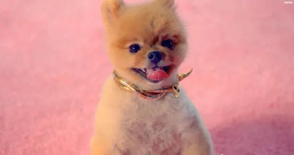 KatysPuppy tweet media