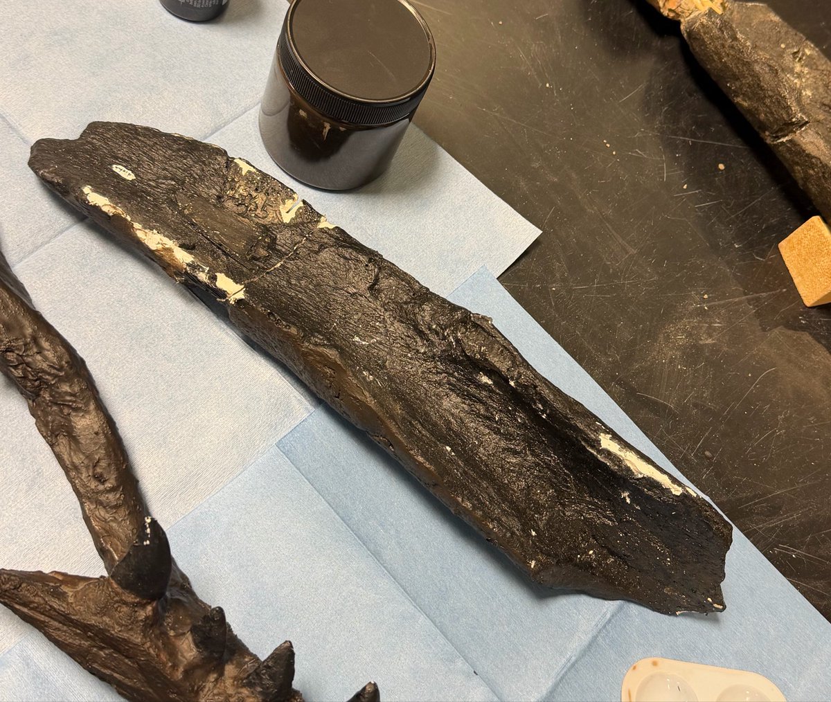 flexwoodmac's tweet photo. maybe fossil cast painting/repair is my calling 

Before vs after from today https://t.co/nNNj1XBiGu