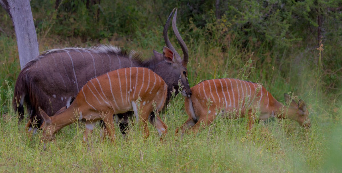 AfricanSkyTours's tweet photo. In the African wilderness, Nyala bulls perform captivating rutting rituals to attract ewes. Through graceful yet assertive displays, they highlight their size and strength with lateral movements and resonant vocalizations. #NyalaRituals #WildlifeWonders #ExploreWithAfricanSky https://t.co/DXdFrJBhKs