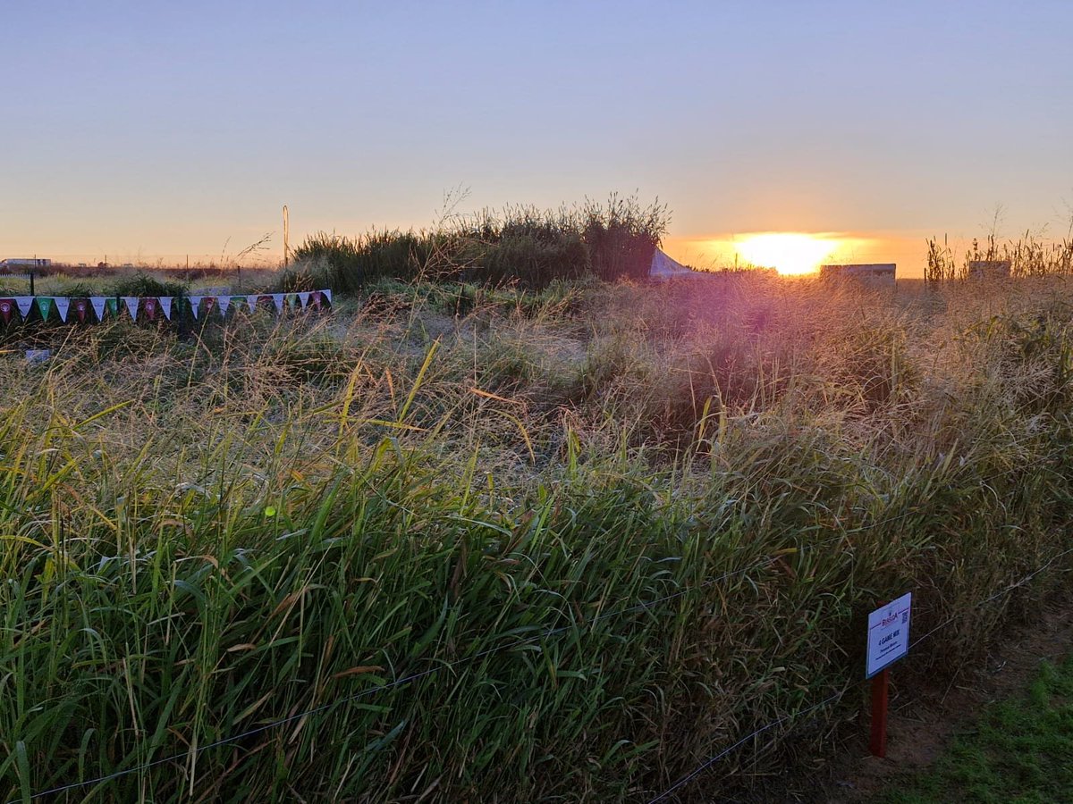 Brasuda1's tweet photo. Greetings from Bothaville-Nampopark.

Visit us tomorrow at Brasuda's stand - outside at 𝐆𝟑𝟒, on the last day of the 2026 𝐍𝐀𝐌𝐏𝐎 Harvest Festival.

Share your photos with us in the comments.

#brasuda #agrikoop #nampo2026 https://t.co/qOkR8UZk9X