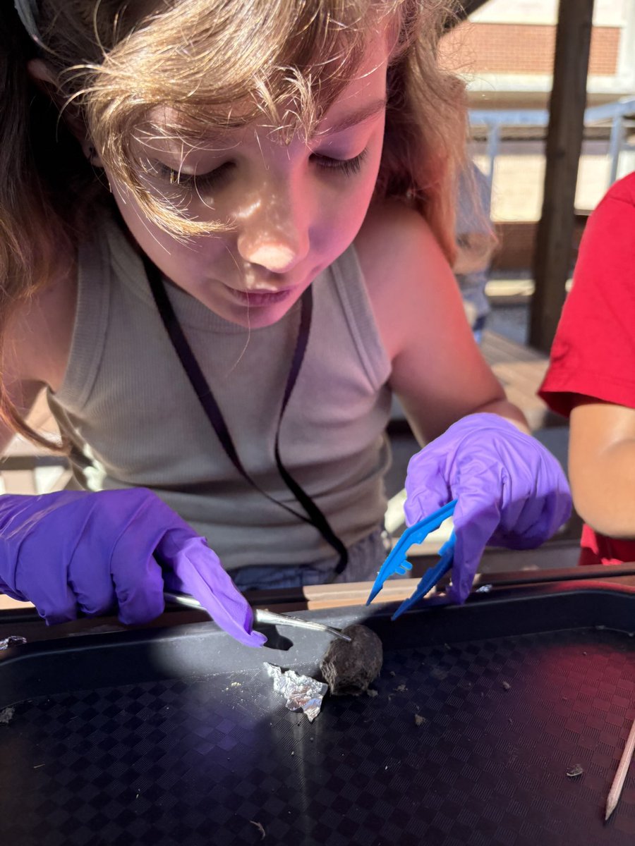 RLifescience's tweet photo. The RNE Outdoor Classrrom was a Boneyard today - 
Dissecting Owl Pellets with 3rd grade 
#rnegreatthings @GaDOEScience @MsHammond12 @SarahTallman28 https://t.co/ykTBt0dzUq