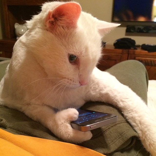 Shonky Business tweet media