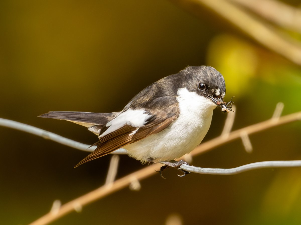 petesutton1910's tweet photo. Pied Flycatcher at RSPB Lake Vyrnwy, Powys, today with @SchofieldColin. https://t.co/9TwTZSK1iz