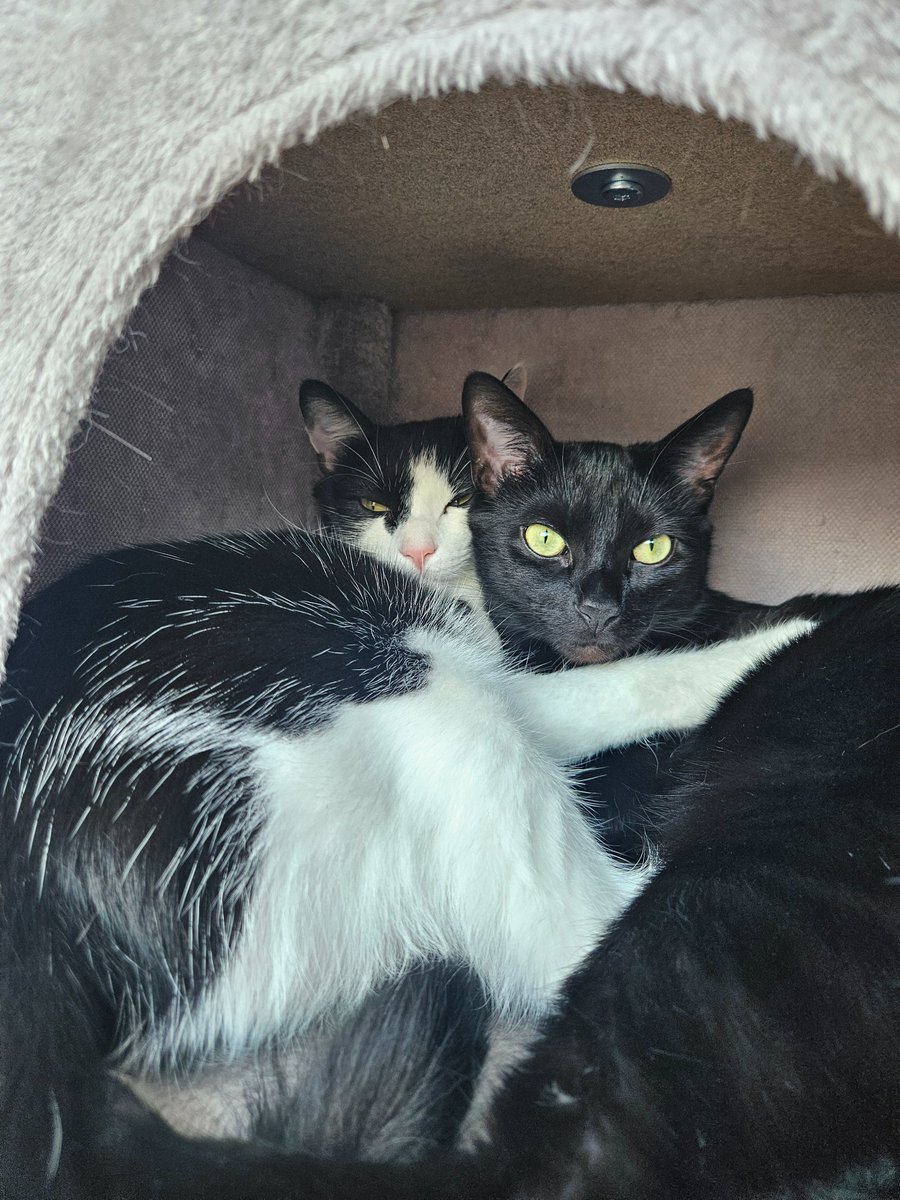 Cat's mum 🐈‍⬛ tweet media