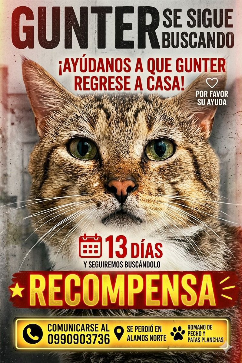 gatosgye's tweet photo. Por favor comparte 🙌🙏🐾 #sebusca #extraviado #gato #guayaquil https://t.co/jiGcAN5Qda