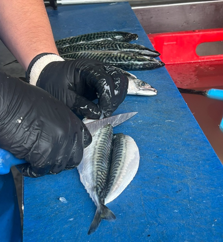 LoveBritishFood's tweet photo. 🐟 Celebrating everything fishy this #Fish24 🌊

From early mornings at sea to skilled hands in fish markets, from shoreline catches to simple, delicious meals — there’s a whole world behind every piece of British seafood.

Today, we’re celebrating the people who make it all possible.

✔️The fishermen who brave the elements.
✔️ The processors, fishmongers and chefs who bring incredible produce to our plates.
 ✔️And the next generation discovering the joy of catching, cooking and eating great British fish.

It’s a story of skill, care and connection — from sea to shore to table.

👉 This #Fish24, let’s champion British seafood
👉 Support your local fishmonger
👉 Try something new from our waters

And help us shine a light on the communities that keep this vital part of our food culture alive.

@jennyjefferies
@apassionforseafood

#LoveBritishFood #BritishSeafood #SeaToPlate #SupportLocal