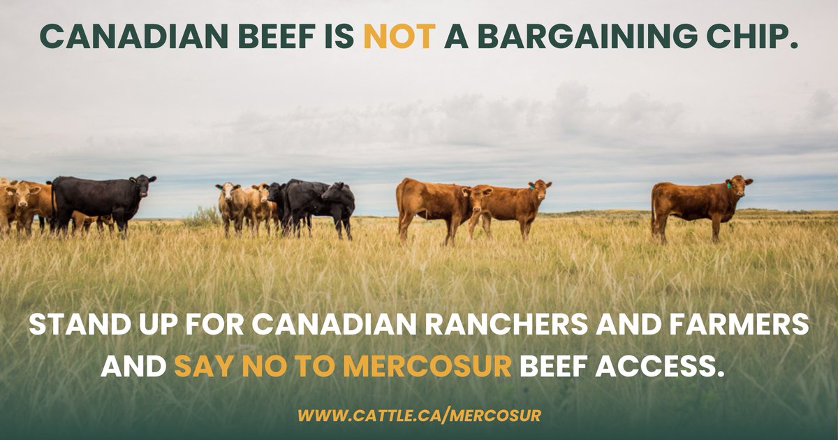 Canadian Cattle Association tweet media