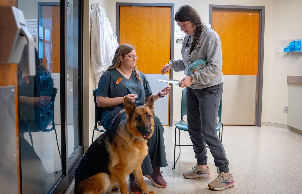 OSUOKC's tweet photo. REMINDER: Vet Tech application closes Monday!

The application period for fall Veterinary Technology courses ends on May 18. Don't miss the chance to enroll in this engaging, highly hands-on program.

Site: https://t.co/Vs7A3np9B6

#OSUOKC | #TheCodeCalls https://t.co/kJwZ6iUyVE
