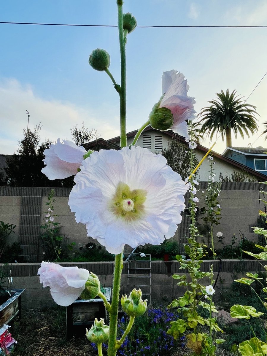 PJ’s Garden tweet media