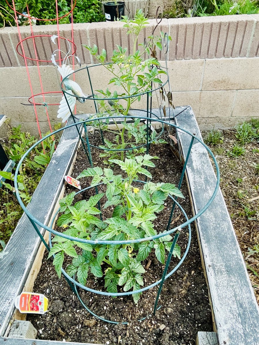 PJ’s Garden tweet media