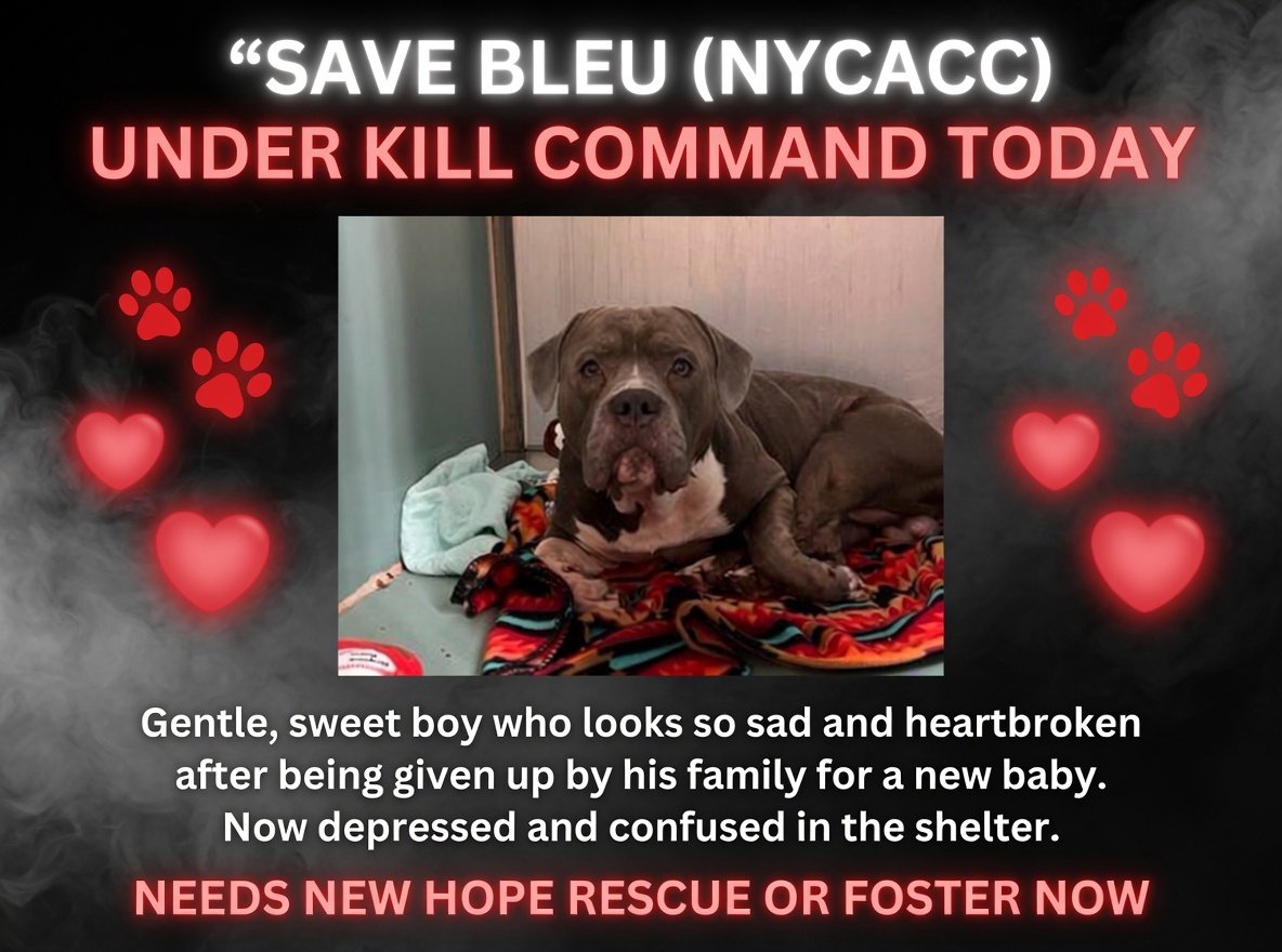 Jazzstew34's tweet photo. ๐พ๐จ URGENT โ Bleu (NYCACC) is Under Kill Command TODAY. Bleu needs a New Hope rescue or loving foster NOW to help him feel safe again โค๏ธ
DM @notthesameone2 immediately if you can help him.
#NYCACC #NewHopePartners #SaveBleu #UnderKillCommand #FosterNeeded https://t.co/Hn9mudbY8o
