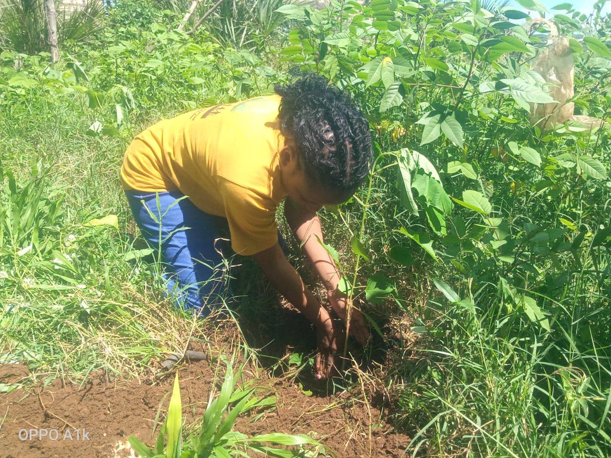 Green World Campaign Kenya tweet media