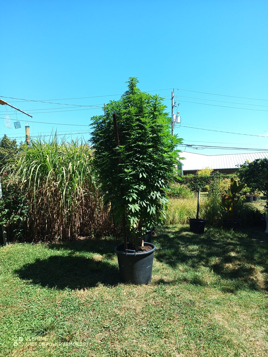 Mr B. 🇨🇦🌱🌿4:20 tweet media