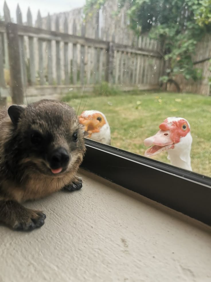 lamb tweet media