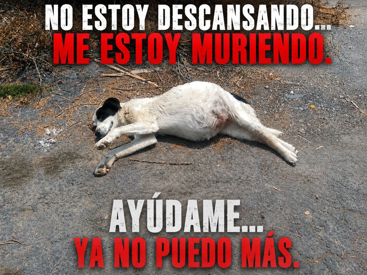 Huellitas amor sin fronteras tweet media