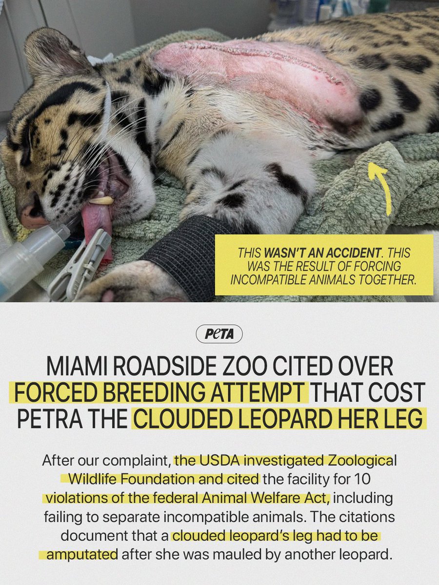 PETA tweet media