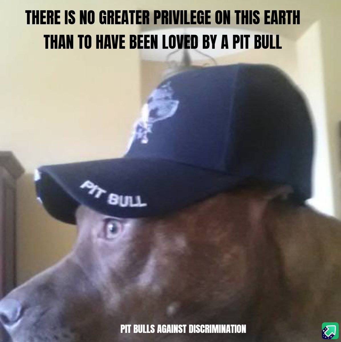 pitbullsad's tweet photo. ❤️🐶This is a fact you cannot deny!🐶❤️ https://t.co/DNhAzG2Jy4