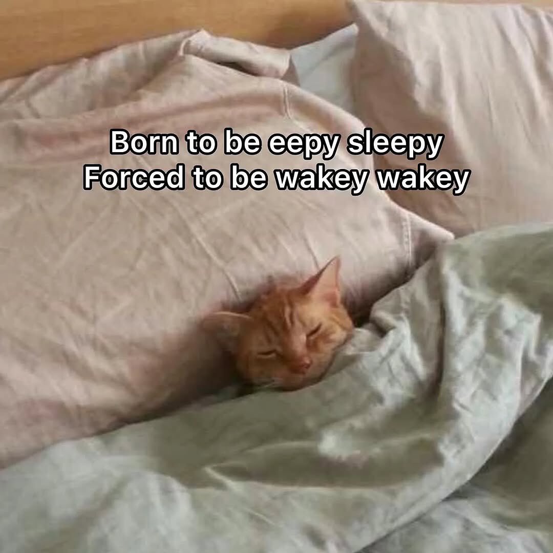 smol silly cat tweet media