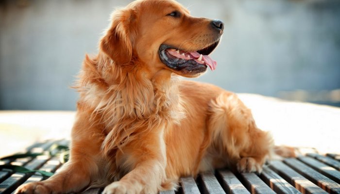 Pets__Forever's tweet photo. في النهاية: الكلاب لا تهتم بشكلك أو مالك، فقط بـ"هل أنت شخص طيب؟"
شارك هذا الثريد لو كنت تحب كلبًا، أو هو يحبك 🤍🐾
#كلاب #حيوانات_أليفة https://t.co/s9ACbzSJRU