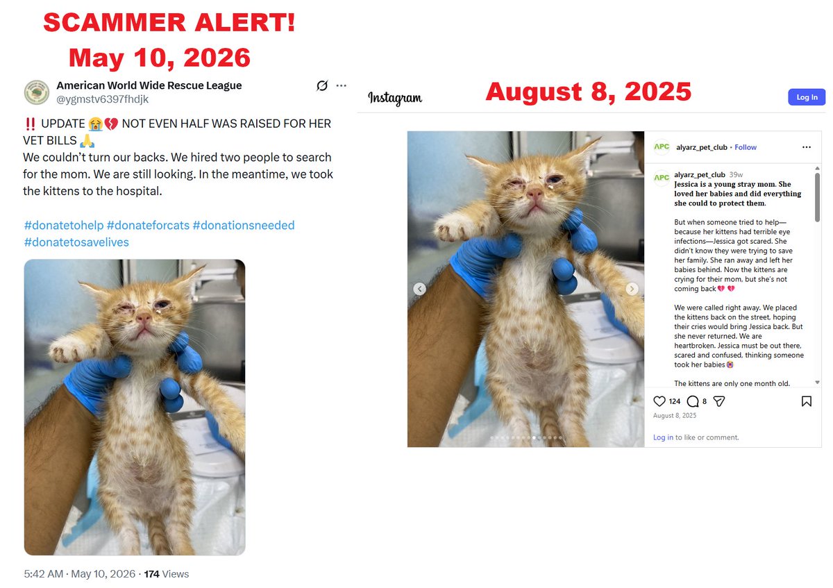 Nemo688507's tweet photo. ⚠️American World Wide Rescue League ygmstv6397fhdjk steals images/content under guise of "donations". (right) Alyarz Pet Club is a registered charity in Lebanon & 501(c)(3). The stray mom got scared & left her 7 kittens behind. Only 1 can see properly. Thanks to @Atroctyxhibtion, who has been working to stop scammers & from whom I learned about this fraud.