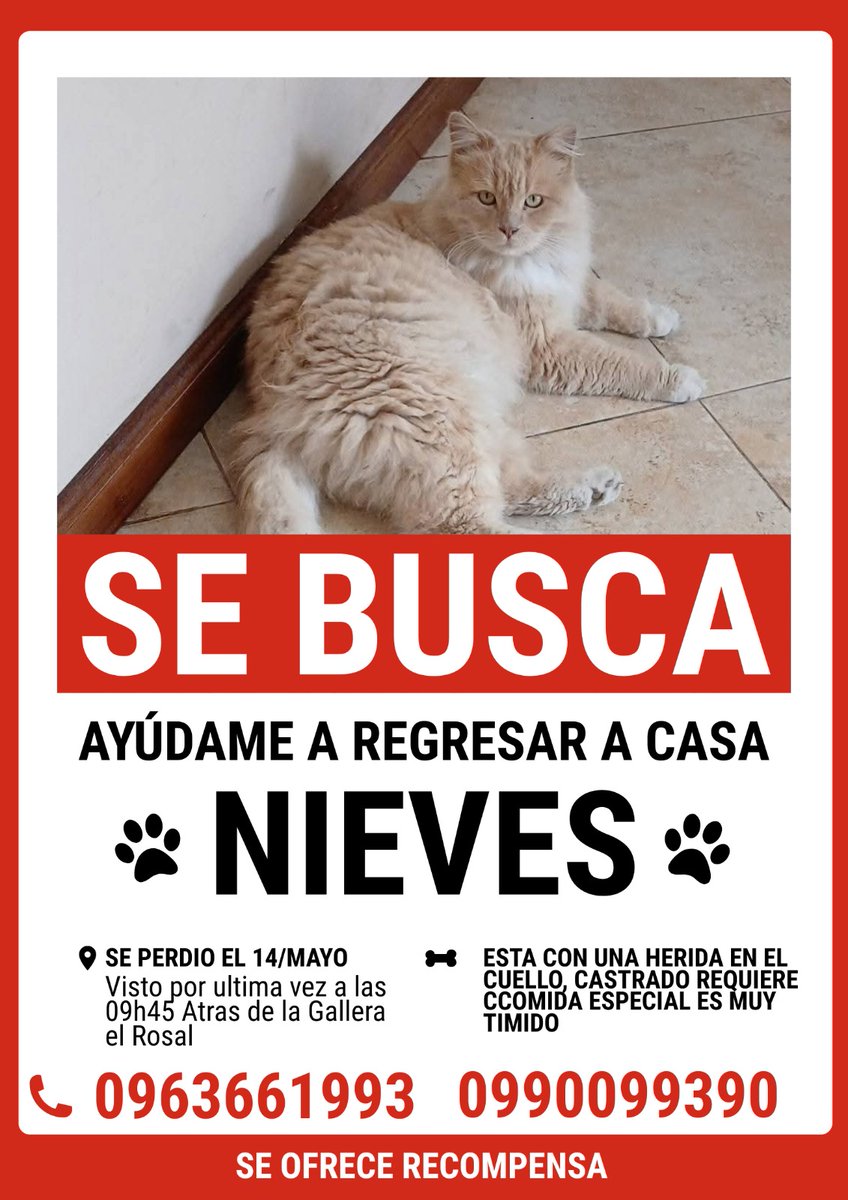 peluditoscuenc's tweet photo. #CasaDeLosPeluditos🐶🐱🐾♥️
#DanosUnaPatita
#CompartirEsAyudar
#NECESITAMOSCOMIDA
#Croqueteros
Marty 🐾 https://t.co/PcW6WJK38S