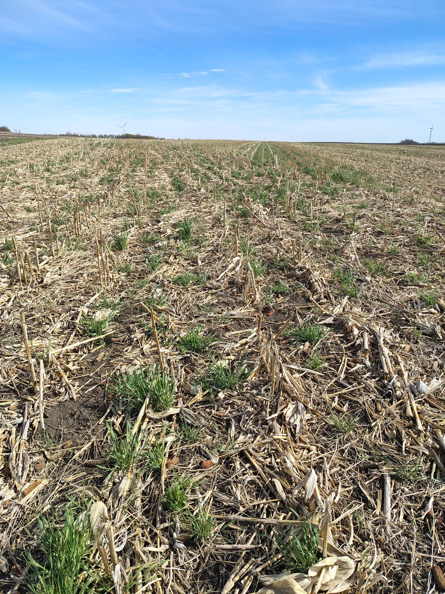 DritzTim's tweet photo. @BryanBiegs This is 20 pounds of Rye flown on with a drone last fall. Doesn't look like much but does make a difference for the amount of corn residue staying in place. https://t.co/xRbebg29pM