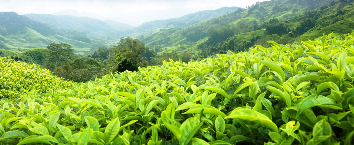 KlasekTea's tweet photo. Nejkrásnější čajová sezóna roku, Darjeeling First Flush je za svým vrcholem. A my jsme rádi, že vám můžeme nabídnout čaje z tolika zahrad. https://t.co/p4Y8E3OI7p https://t.co/JI9eKGBaRi