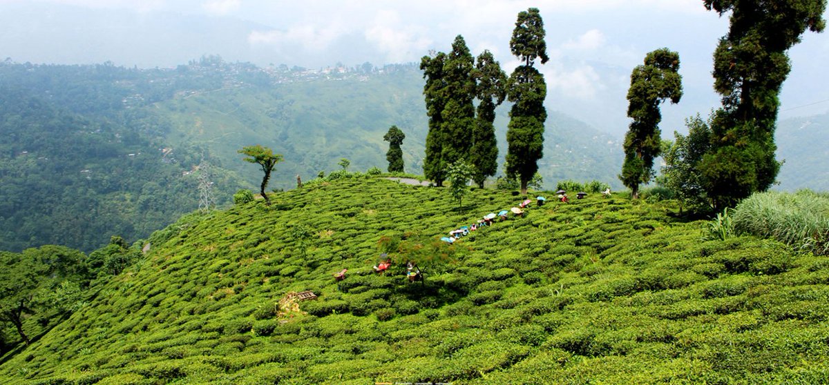KlasekTea's tweet photo. Nejkrásnější čajová sezóna roku, Darjeeling First Flush je za svým vrcholem. A my jsme rádi, že vám můžeme nabídnout čaje z tolika zahrad. https://t.co/p4Y8E3OI7p https://t.co/JI9eKGBaRi