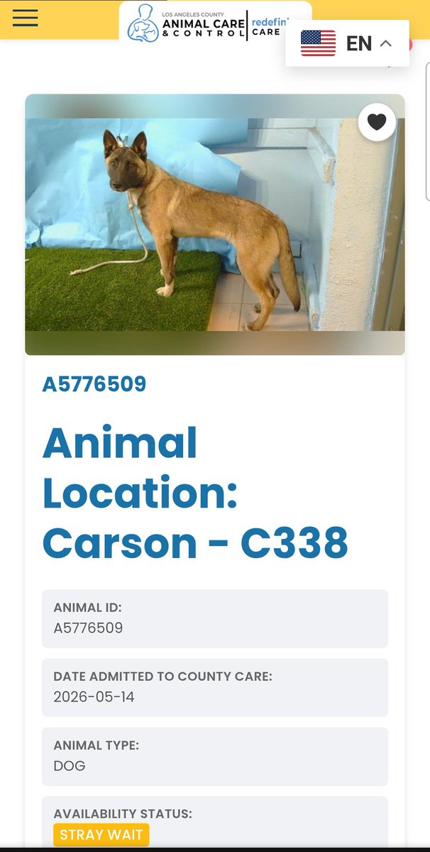 itsadogslifersq's tweet photo. Two more #malinois boys came in at #CarsonCA #Gardena today 5/14. "Stray wait". Most likely nobody will be coming for them.
Both estimated 1yo., kenneled together (C338).
They'll be available soon for sure.
Go meet them. Make friends. Fall in love.
#A5776508 & #A5776509 https://t.co/CODDkZk7R4