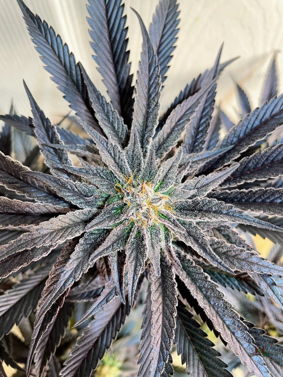 trichomebros's tweet photo. Trichome Bros Annapurna — Four Peaks line.

Tokyo Sunset × Four Peaks. 50/50 feminized photoperiod. Tight, trichome-packed buds with vibrant phenos in amber, black, dark green, and green. Sweet pine, citrus zest, and herbal mountain air terp profile. Resilient and adaptable — thrives indoors, outdoors, or in a greenhouse. 56–63 day flower.

Available exclusively online at Luscious Genetics:
https://t.co/UvFcxMrs8o

Sold as novelty/souvenir seeds only.

#TrichomeBros #Annapurna #FourPeaksLine #LusciousGenetics