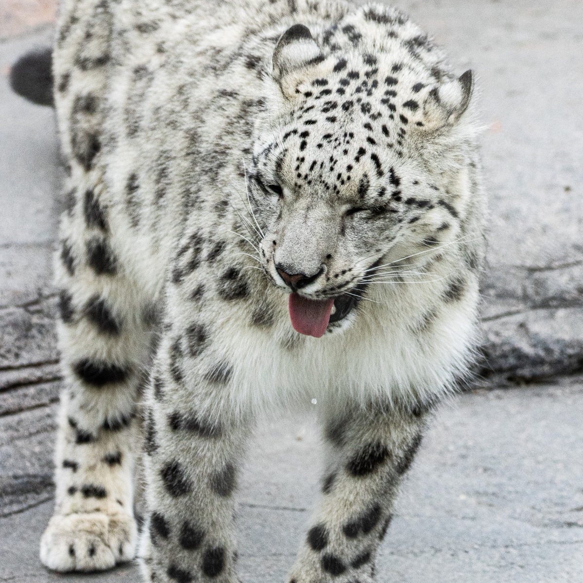 The Toronto Zoo tweet media
