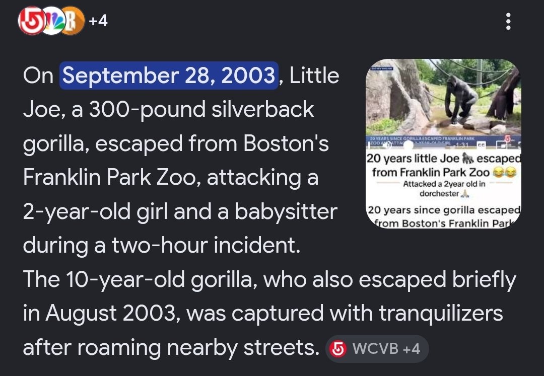 The Raccoon With Glasses tweet media