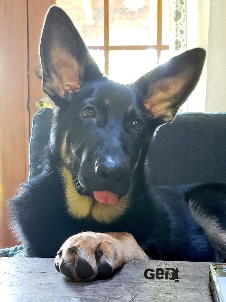 K9Garm tweet media
