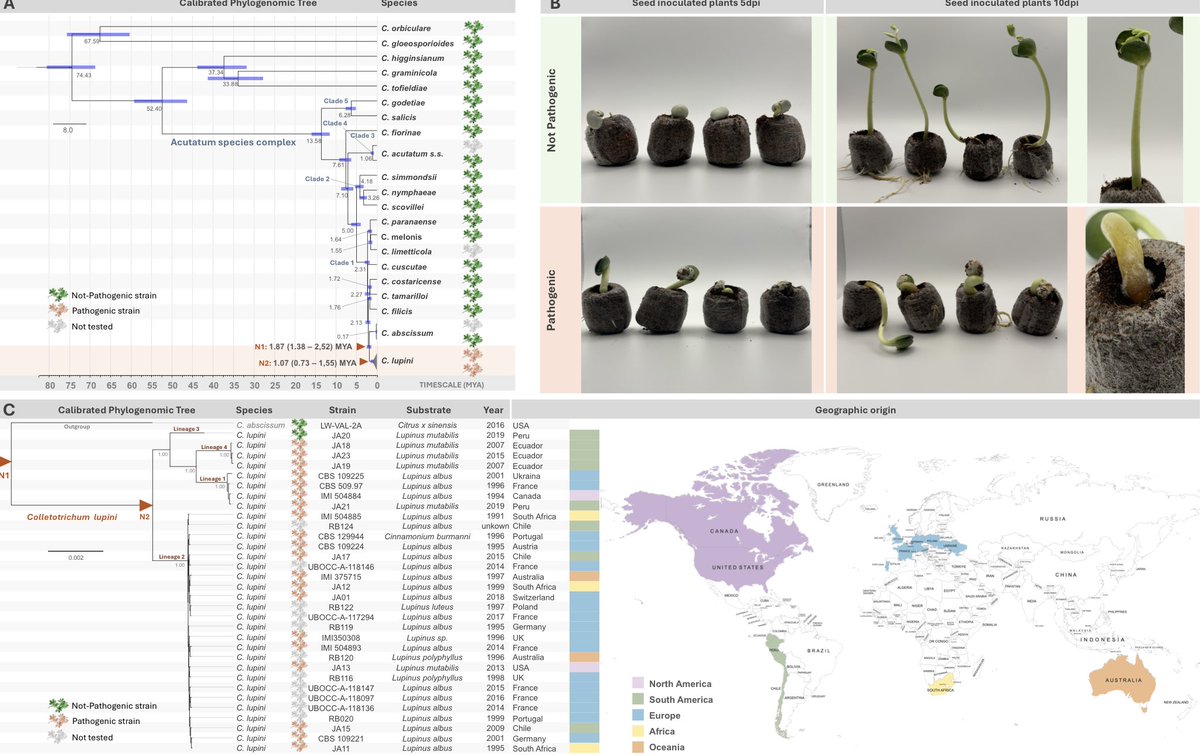 ssukno's tweet photo. Beautiful work lead by @R_Baroncelli on how a fungal plant pathogen can conquer a new host. Long fun journey with scientists from 6 European countries. https://t.co/zfSmU3dVFp https://t.co/nj0cnxZj4U
