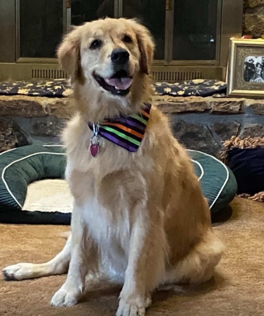 Scout, A Golden Retriever tweet media