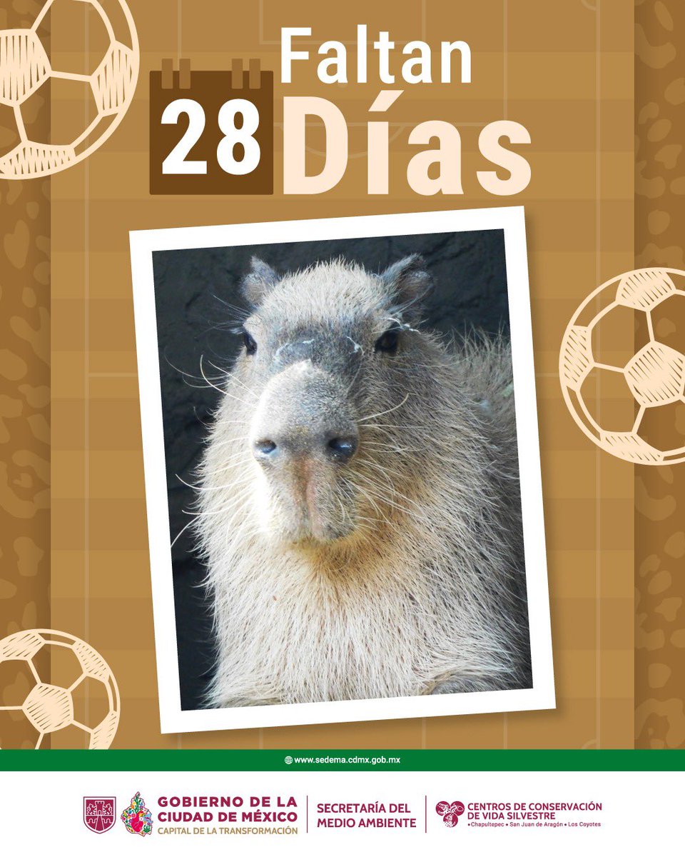 Centros de Conservación de Vida Silvestre CDMX tweet media