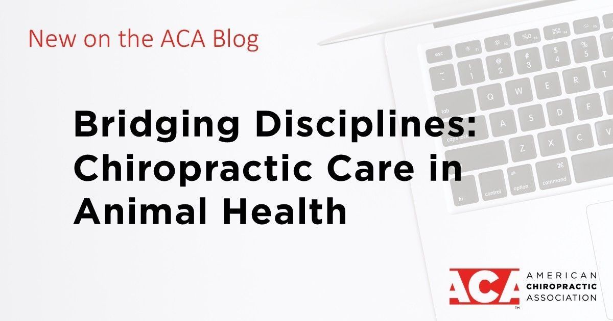 ACAtoday's tweet photo. Dr. Michael Welker has built a career that includes improving the health and mobility of local animals through chiropractic care. The #ACABlog explores his journey, how his passion for animal care has guided him and more: https://t.co/nxez9x7YHN https://t.co/uWuTQnorEG
