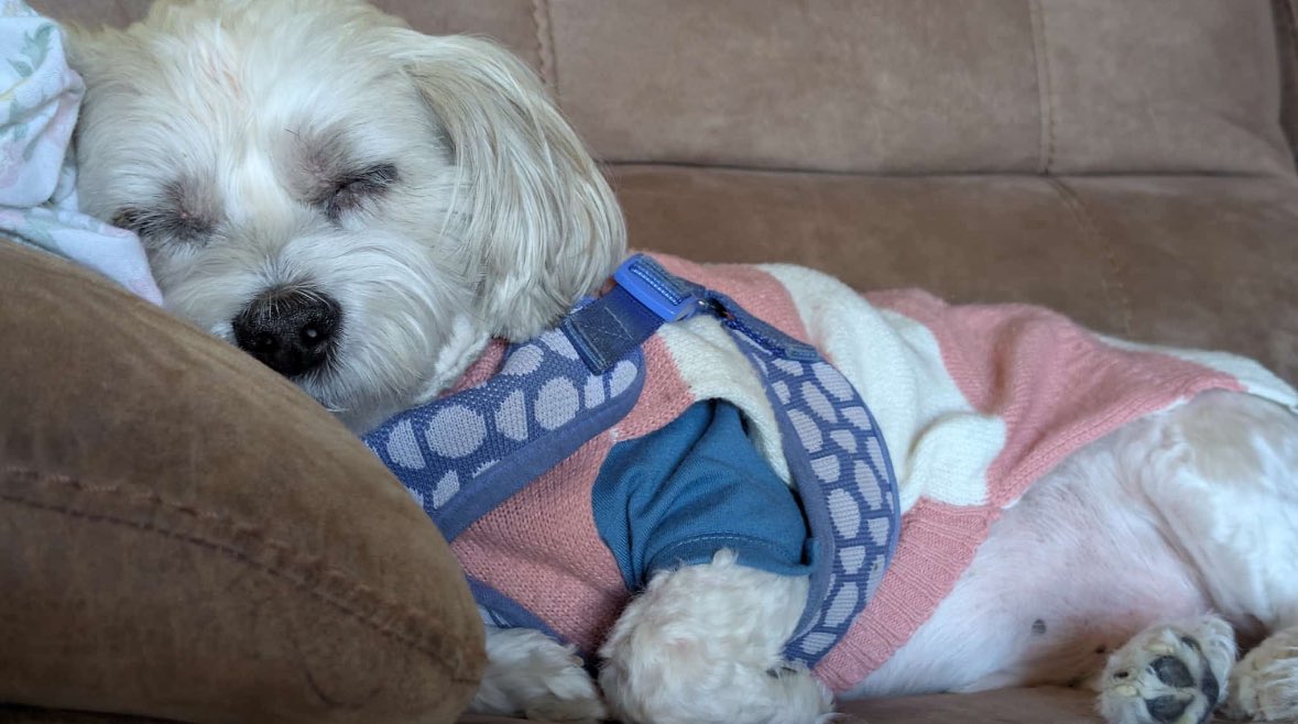 Mayatweetsdaily's tweet photo. My puppy sleeping https://t.co/foSxEtH88T