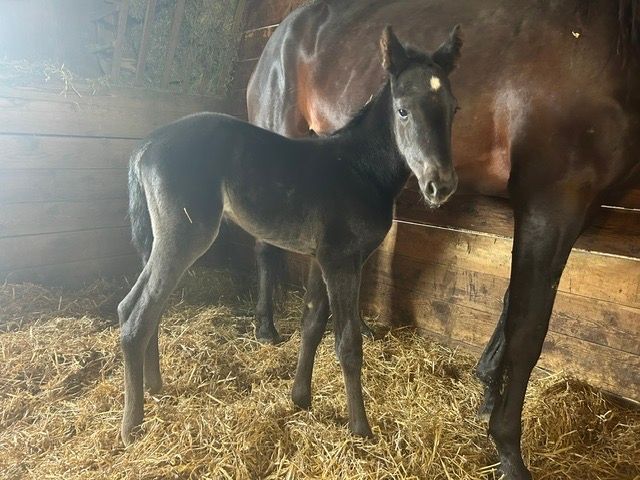 Blue Chip Farms tweet media