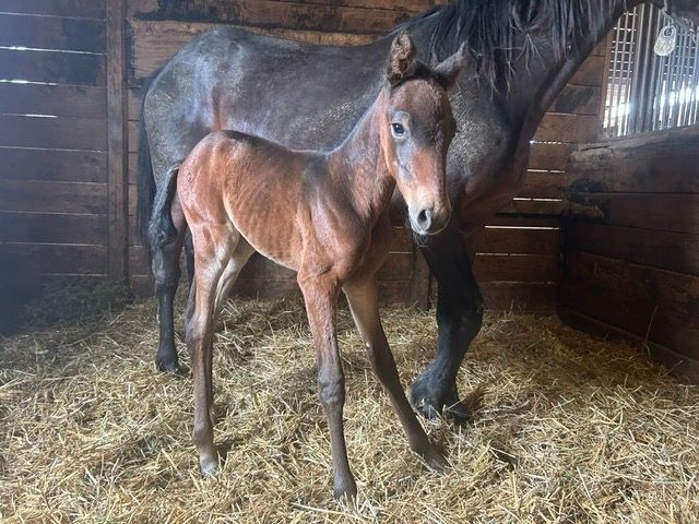 Blue Chip Farms tweet media