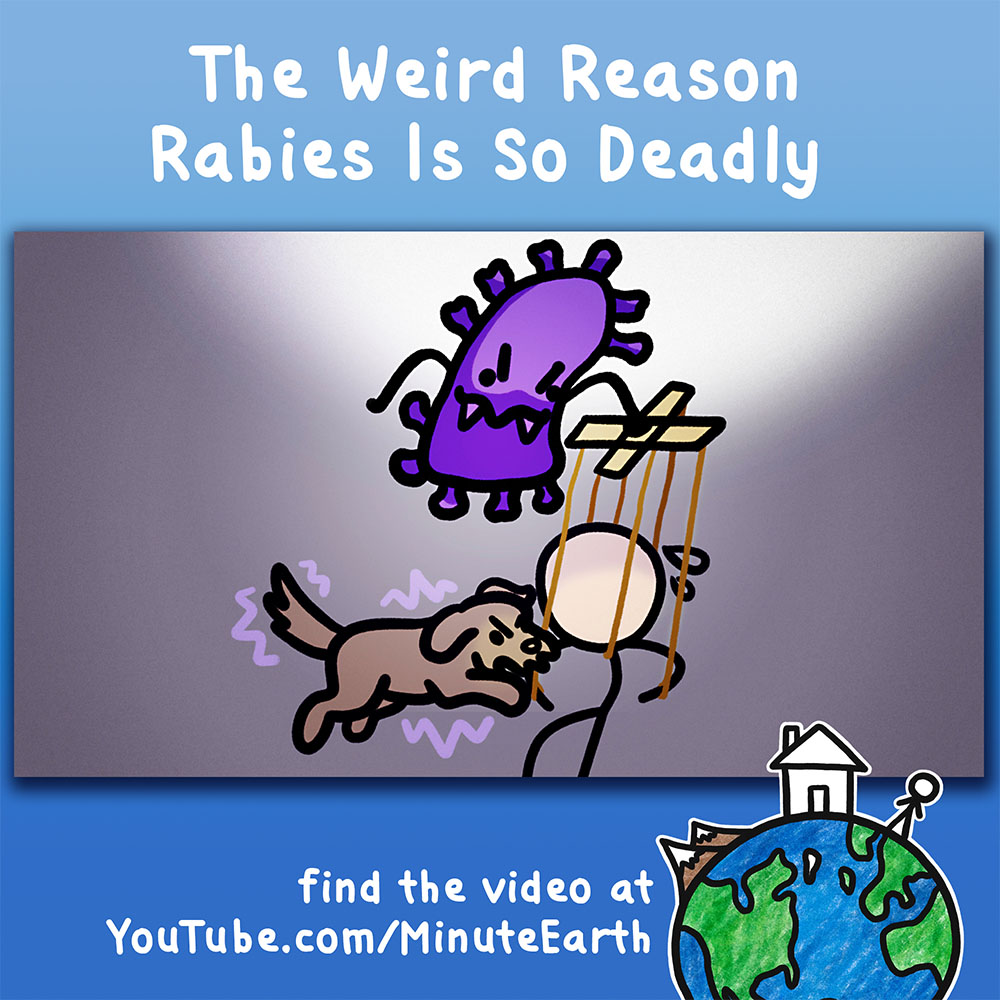 MinuteEarth's tweet photo. WHY is rabies so deadly? 

We took a bite out of the subject matter:
https://t.co/ZcBbdYpXUO https://t.co/rj1bA4l1OK