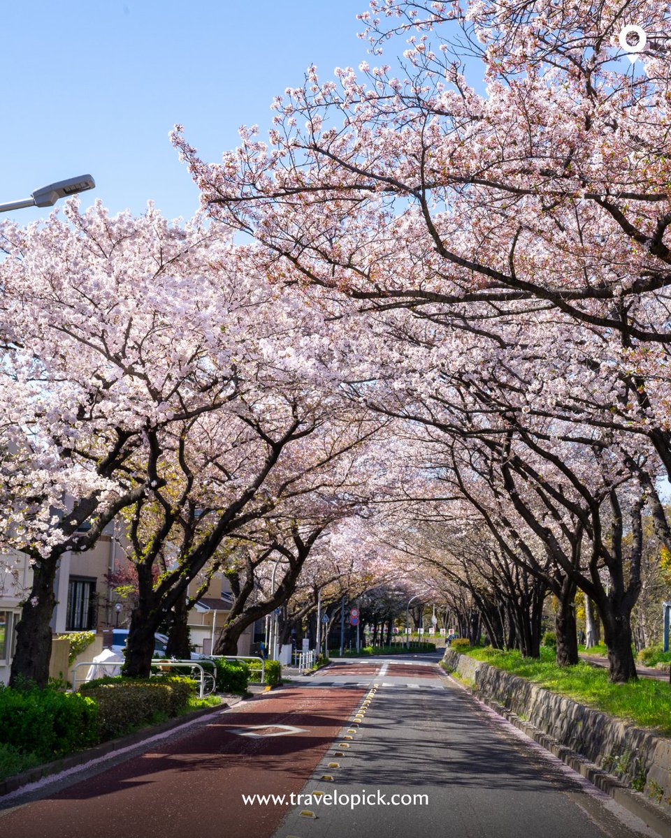 travelopickus's tweet photo. Cherry blossoms are just one of the many beautiful things in Seoul✨ Go see for yourself with nonstop flights year-round from Travelopick ✈️

Book Now: https://t.co/vePbQYt9BF https://t.co/r8qfIIRuDV