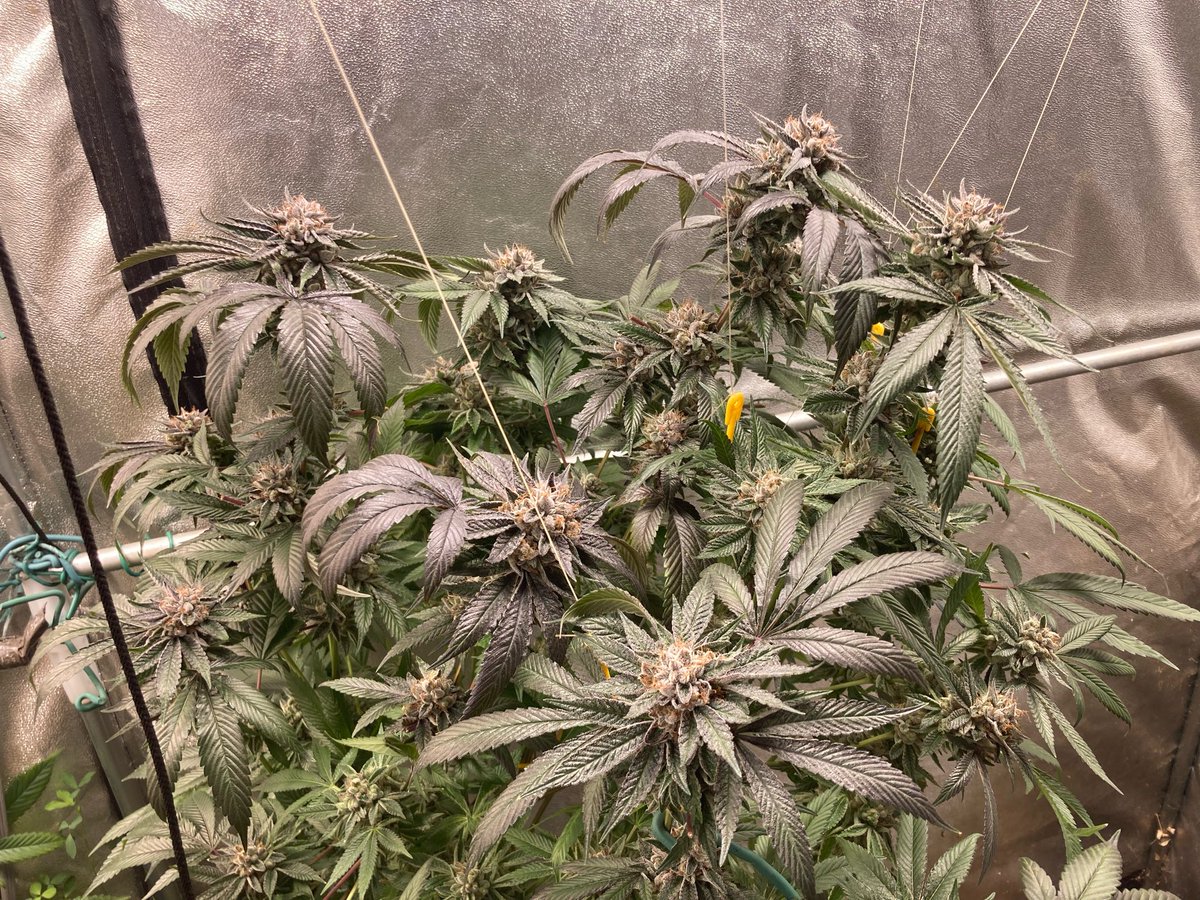 SunsetJohny's tweet photo. Maple Ridge Rockstar at Harvest….day 70⛽️⛽️⛽️ https://t.co/QxHRAWvyTE