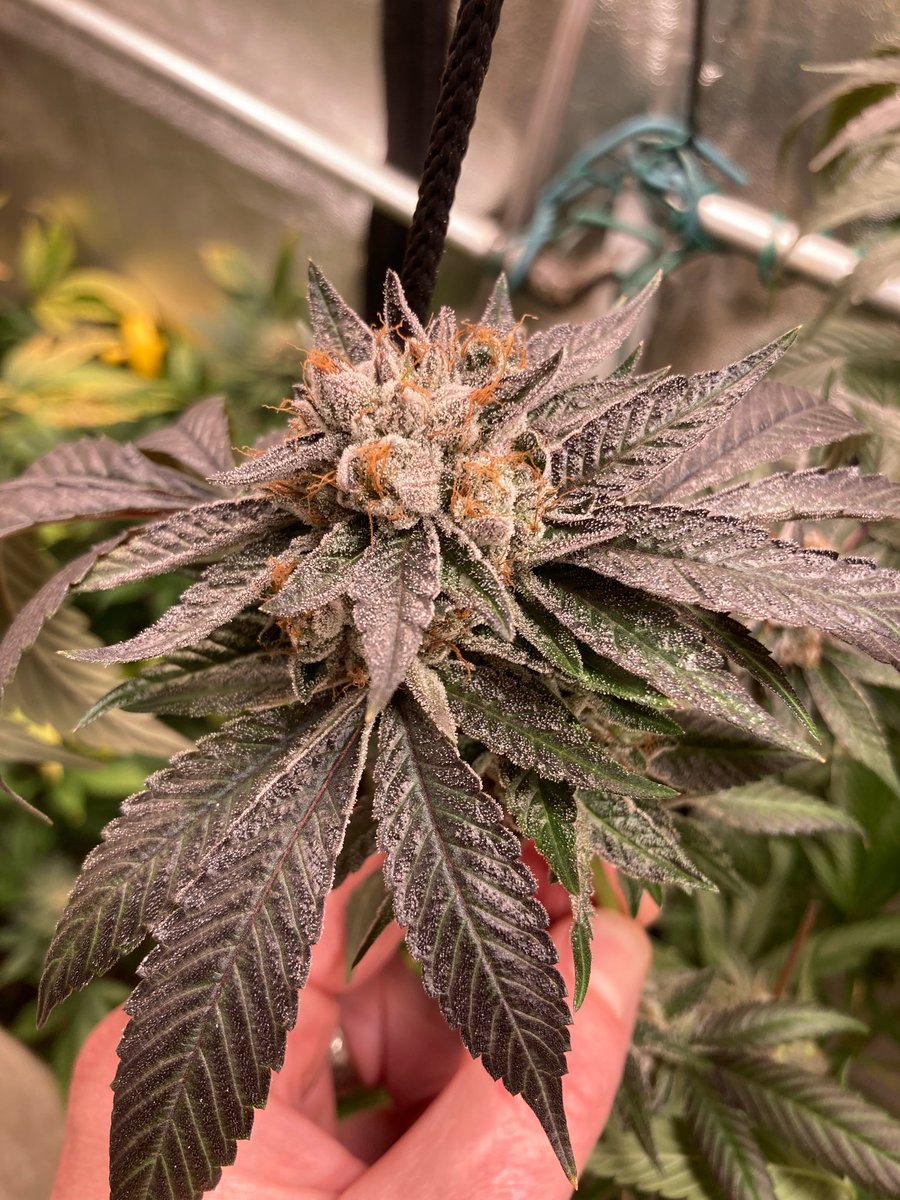 SunsetJohny's tweet photo. Maple Ridge Rockstar at Harvest….day 70⛽️⛽️⛽️ https://t.co/QxHRAWvyTE