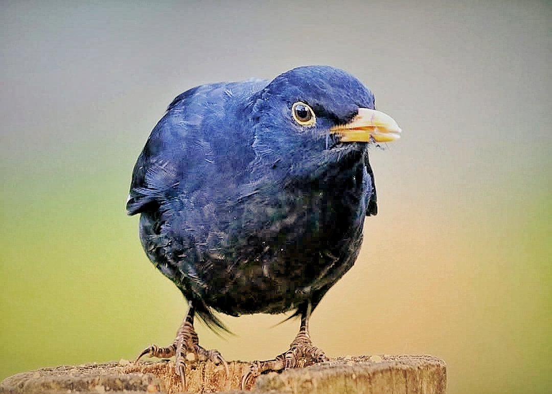 David Kenwright tweet media