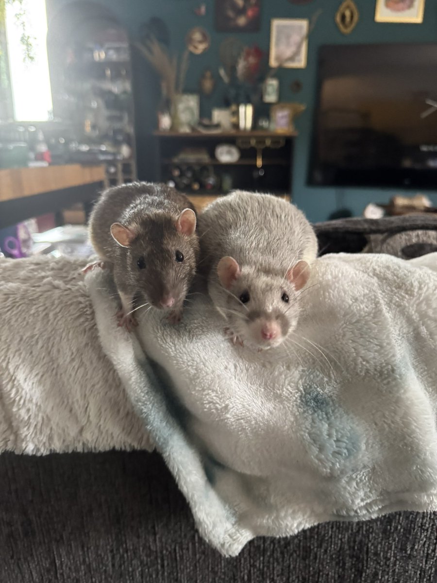 a bunch of rats✨ tweet media