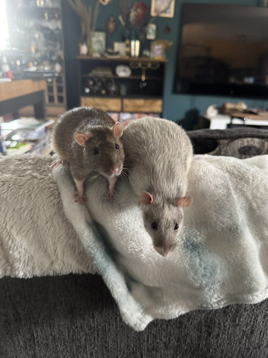 a bunch of rats✨ tweet media