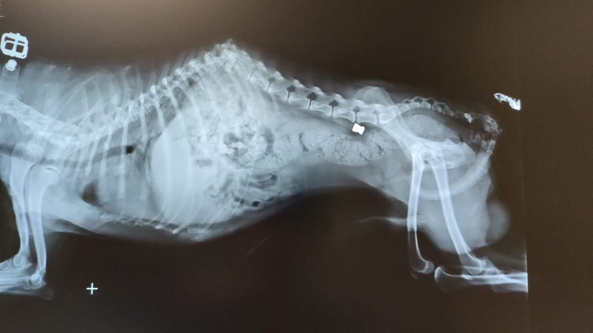 Galgos del Sol tweet media